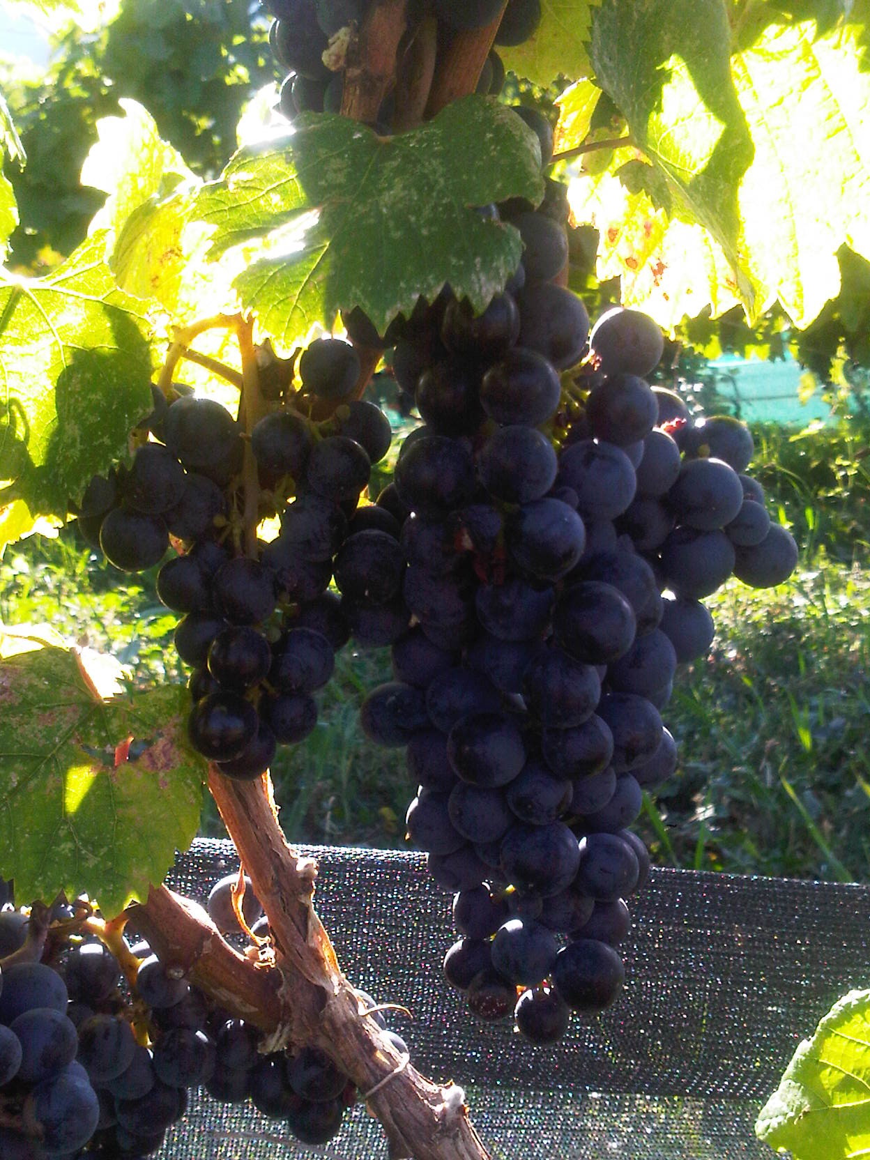 Clusters of Malbec Grapes