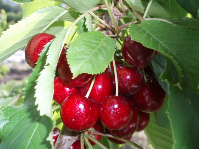 Early Cherries